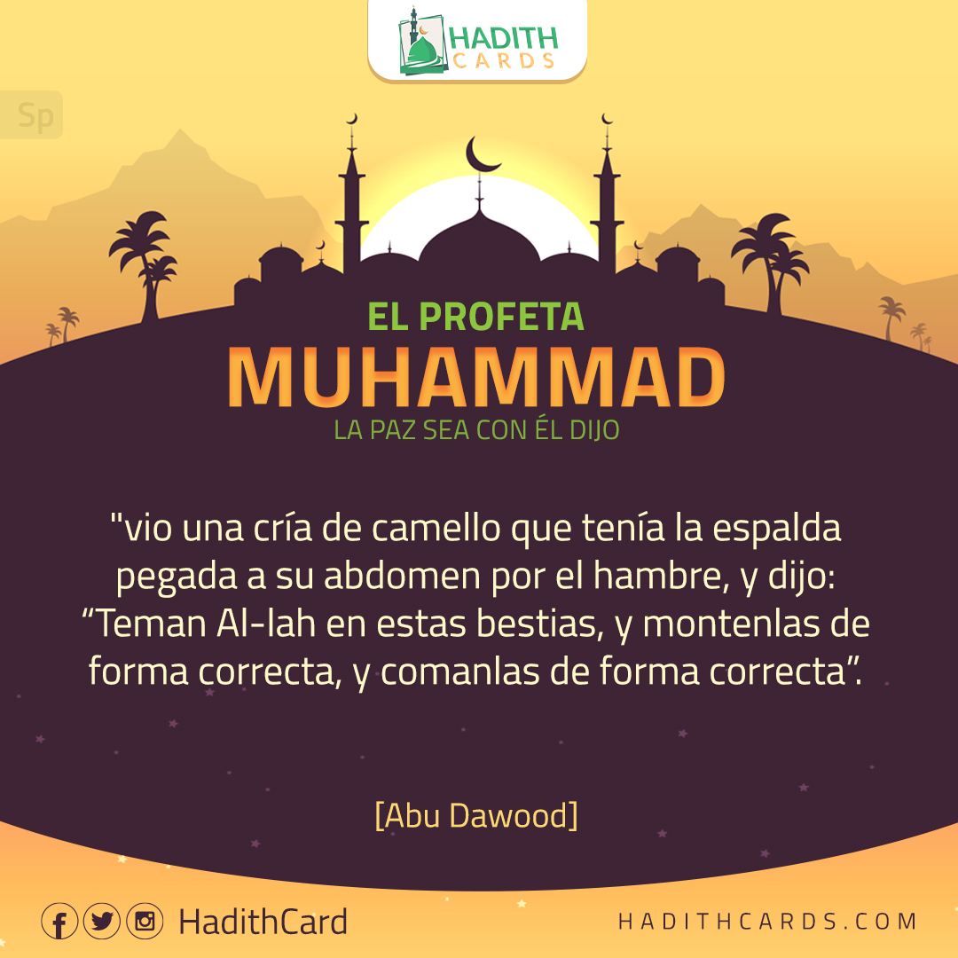 vio una cría de camello que tenía la espalda pegada a su abdomen por el hambre